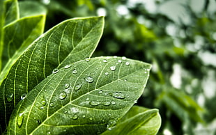 droplets on leaf tilt shift lens photo